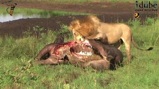 Lion King Preparing To Feast On Buffalo Watch How He Approaches His Meal [upl. by Kellsie402]