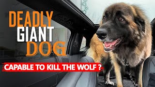 IS ESTRELA MOUNTAIN DOG CAPABLE TO KILL THE WOLF DEADLY GIANT DOG [upl. by Bland]