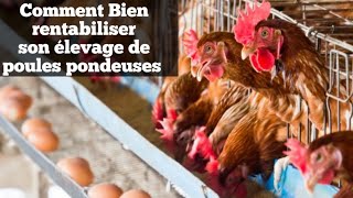 Méthode Simple Pour Obtenir 100 de Bénéfice dans Un Projet de Poules pondeuses [upl. by Rudie]