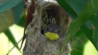 Nesting GOLDENBELLIED GERYGONE Singapore [upl. by Yekciv]