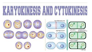 Karyokinesis and cytokinesis biology cell biology [upl. by Mcnamara367]