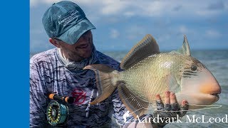 How To Catch A Triggerfish On Fly [upl. by Hogan5]