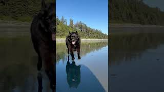 Funny Schipperke Dog Runs Into Camera [upl. by Stella]