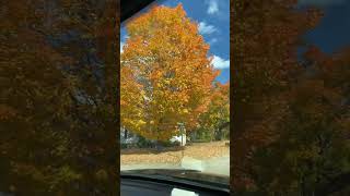 Brookfield Massachusetts leaves 🍁 [upl. by Hull]