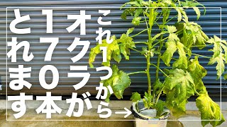 【採れすぎ注意】オクラをミニバケツで水耕栽培したら170本収穫出来ました！最強の省スペース栽培の全貌を徹底解説 [upl. by Alad887]