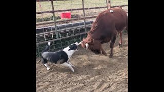 Dog breaking cattle with Brodey [upl. by Gathers]