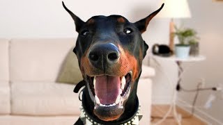 Funny Doberman Dog Compilation NEW [upl. by Susi905]