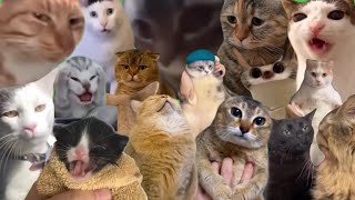 Best Cat Memes [upl. by Yelrehs]