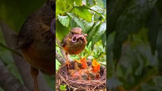 Mother bird feeding babies nature birdlife [upl. by Niliram]