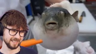 Pufferfish Eating Carrot [upl. by Atineg]