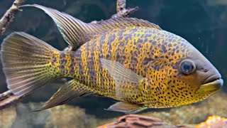 How to Keep Yellow Jacket Cichlids  Care Guide amp Species Profile [upl. by Wynne]