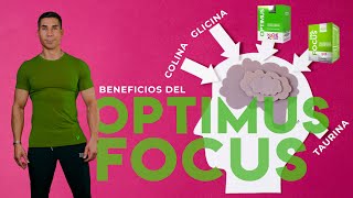 Beneficios del Optimus  Beneficios del Focus  Colina  Glicina  Hache Acvdo [upl. by Alrahc708]