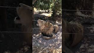 Powerful Lion Roar – The King of the Jungle Speaks wildlife youtubeshorts shorts [upl. by Nauqes]