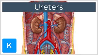 Ureters  Function Definition and Anatomy  Human Anatomy  Kenhub [upl. by Nonahs]