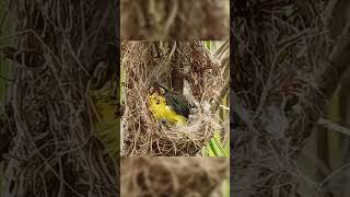 Olive Backed Sunbird also known as Tamsi in the Southern part of the Philippines [upl. by Munafo]