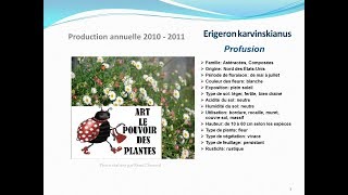 Tuto jardin Erigeron karvinskianus Profusion fiche technique plante annuelle [upl. by Catherina121]