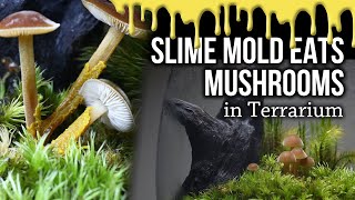 Slime mold eats Mushrooms in Terrarium timelapse [upl. by Aroved]