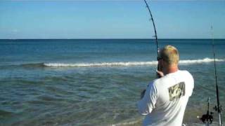 FinNor Spinning Reel Catches 100 lb spinner sharks [upl. by Notsnarc657]