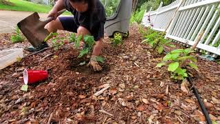 transplanting my Abutilon [upl. by Kcoj]