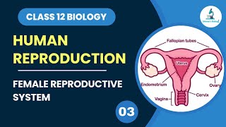 Female Reproductive System  Human Reproduction  Class 12 Biology [upl. by Tartaglia]