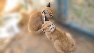 Tiny baby caracals are so pretty [upl. by Trelu]