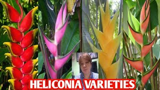 HELICONIA SPECIES BIRD OF PARADISE VARIETIES LOBSTER CLAW margiepulido21 [upl. by Zebada]