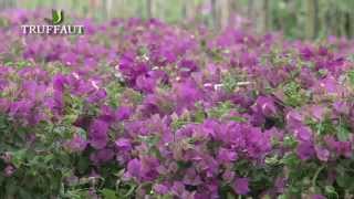 Bougainvillier  plantation et entretien [upl. by Ecirtel]