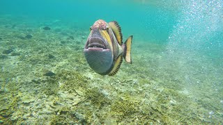 Titan Triggerfish Attack in Bali [upl. by Ambrogio]