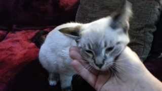 Introducing Niall the lynx point Siamese kitten [upl. by Armbruster321]