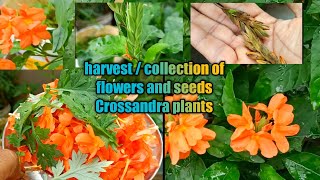 How to harvest Collect Crossandra Flowers and seeds from plants [upl. by Emelin192]