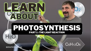 Photosynthesis the light reaction [upl. by Lyssa713]