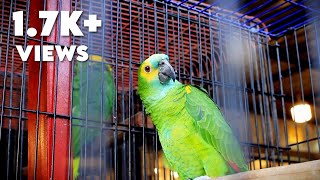 Blue Fronted Amazon Parrot [upl. by Hagerman]