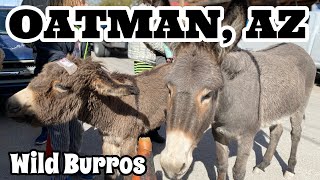 OATMAN ARIZONA  The GHOST TOWN that refuses to DIE  8 FUN Things To Do in Oatman  VEGAS DAYTRIP [upl. by Crescantia636]