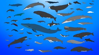 Whales Size Comparison Animation  Living and Extinct  Prehistoric NEW [upl. by Nekial]