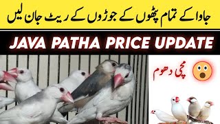 All java patho ke price janlen  All java finch price patha javasparrow [upl. by Holland]