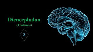 Thalamus Part02 Prof Ashfaqur Rahman [upl. by Quinby]