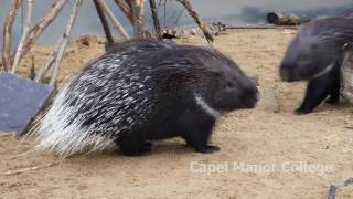 Baby African Crested Porcupines [upl. by Errecart]