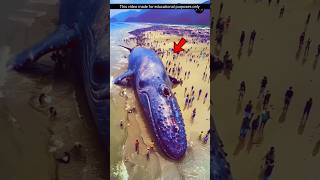 নীল তিমি সম্পর্কে কিছু অজানা তথ্য  unknown facts about blue whale [upl. by Eegnat]