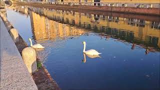 Cigni nel Naviglio Grande 31 ottobre 2024 [upl. by Morten]