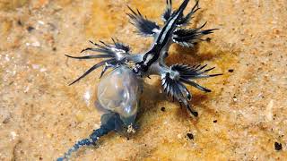 Blue dragon Glaucus atlanticus eating blue bottle [upl. by Pitarys400]