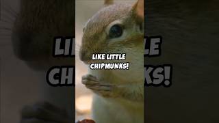 Adorable Facts About Hamsters 🐹❤️ Shorts Hamsters [upl. by Purity]