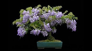 Jacaranda mimosifolia Bonsai Tree [upl. by Neelyt216]