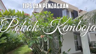 Tips dan Penjagaan POKOK KEMBOJA  Frangipani Plumeria Tips and Care [upl. by Dacie486]