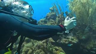 Scuba Diving Bonaire at Angel City [upl. by Seline509]