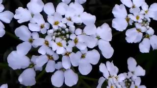 सर्दियों ⛄के सुंदर Candytuft💐के फूलBest winter flower plantsbest flowers plants [upl. by Darice]