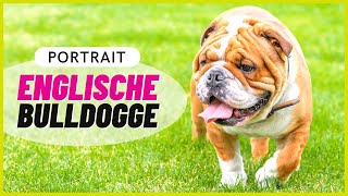 ENGLISCHE BULLDOGGE  Charakter Haltung amp Gesundheit [upl. by Morley]