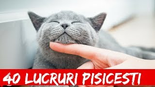 Top 40 Lucruri Care Te Vor Face Sa Iti Iei O Pisica 1 [upl. by Helman791]