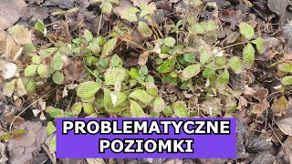 Poziomka i PROBLEMATYCZNE ZIMOWANIE [upl. by Danica]