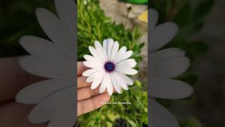 ये सुंदर फूल आप गमले में उगा सकते हैं  How to Grow and Care for Osteospermum gardening flowers [upl. by Ayarahs787]