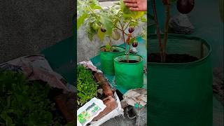 Start with Easiest Grow Organic Eggplant using only two things kitchengardning organicgardening [upl. by Aihsyt]